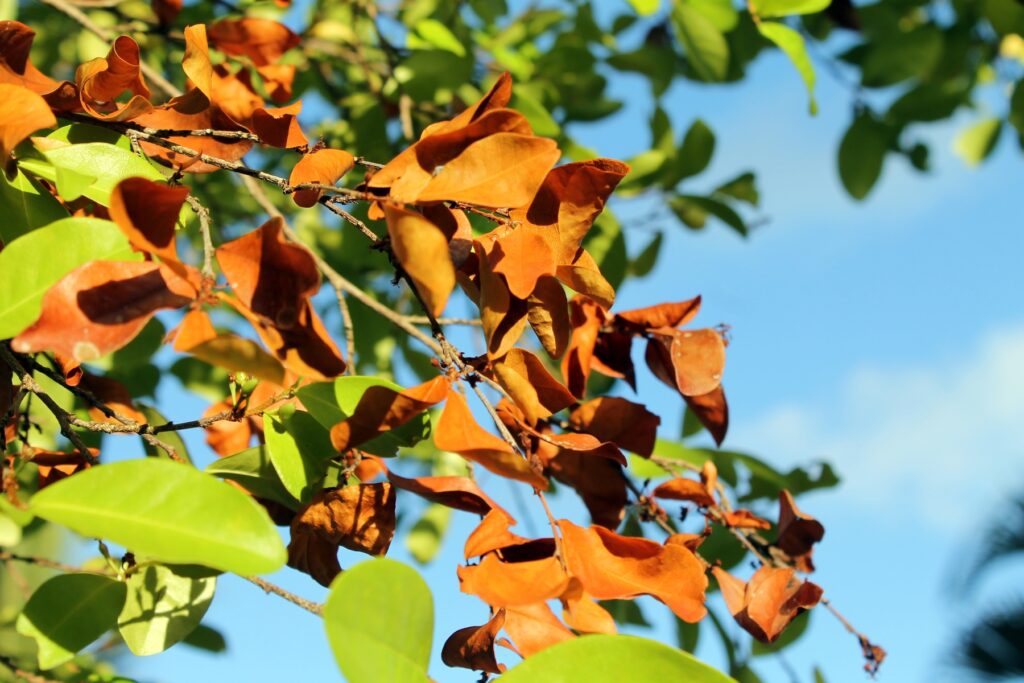 Feuilles d'arbres vertes, en vie, ou sèches, sur le point de mourir.