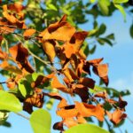 Feuilles d'arbres vertes, en vie, ou sèches, sur le point de mourir.