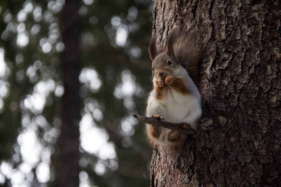 A squirrel perched in a tree eating.
🔗 Niko_Shogol. Licence Pixabay.